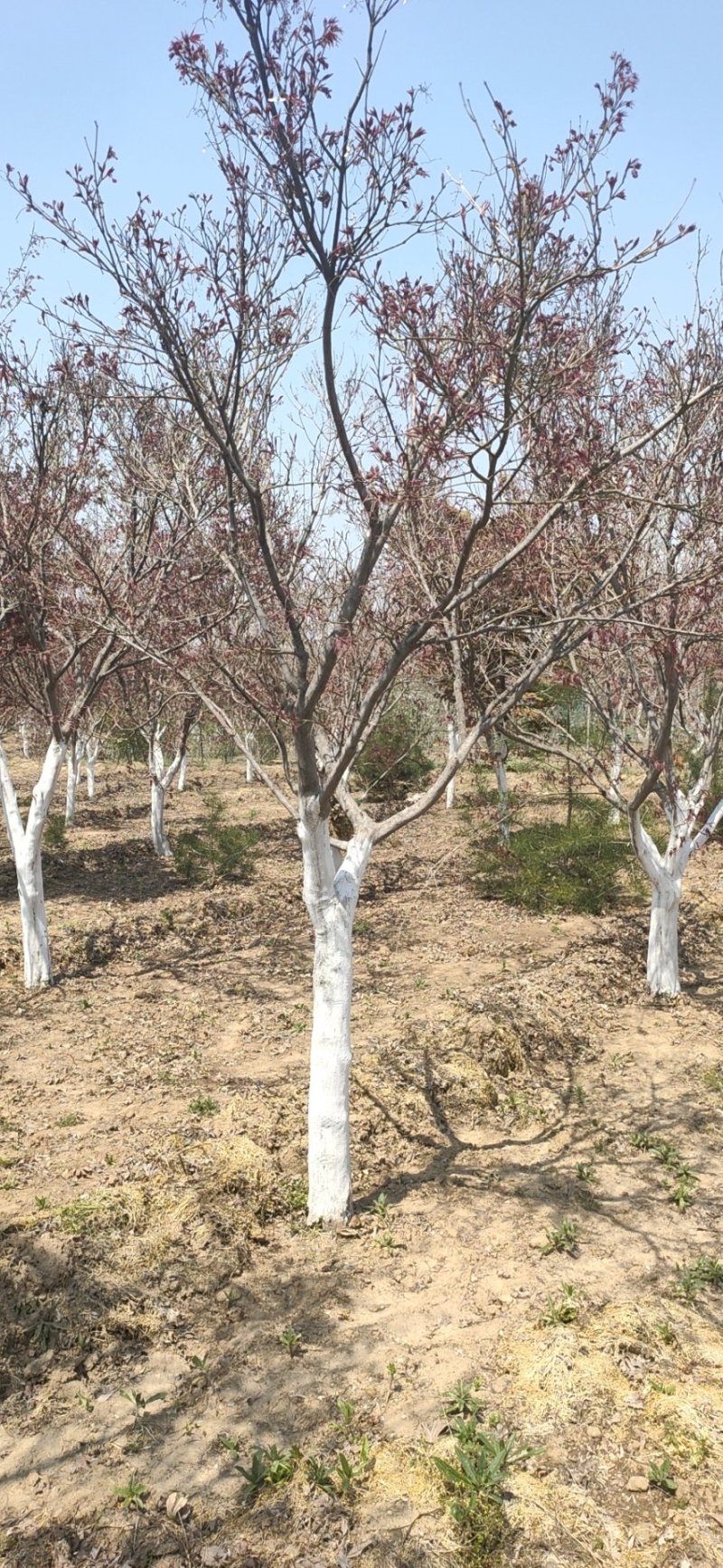 基地出售日本红枫地径5-12公分日本红枫北方货耐寒