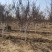 基地出售日本红枫地径5-12公分日本红枫北方货耐寒