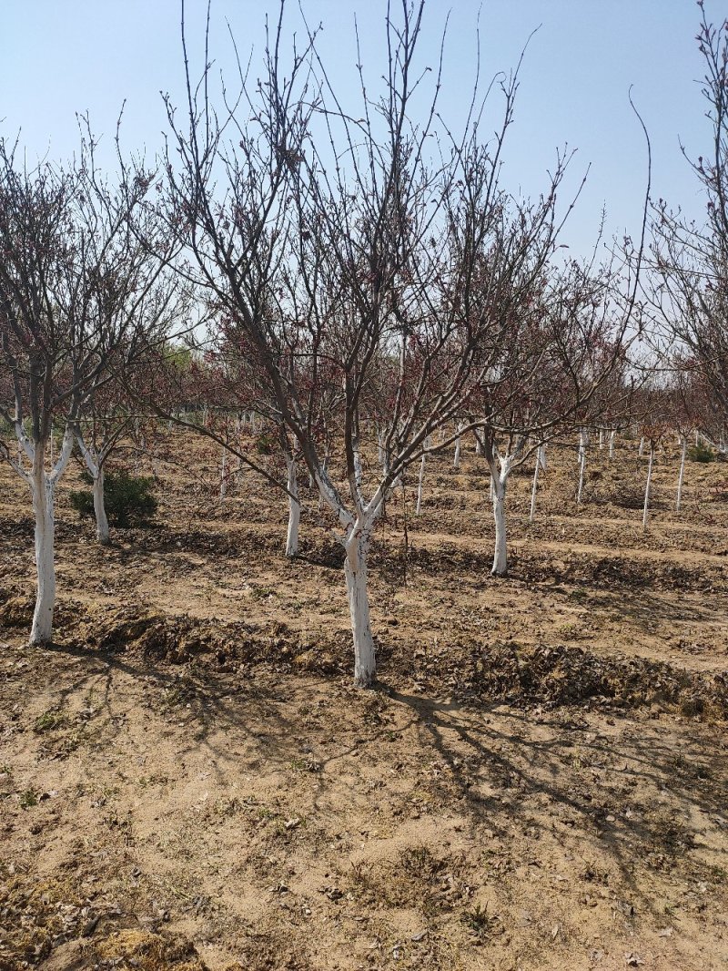 基地出售日本红枫地径5-12公分日本红枫北方货耐寒