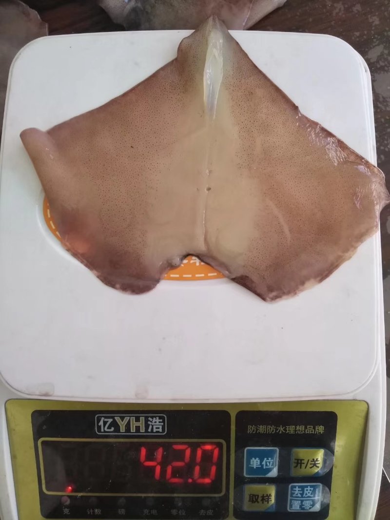 鱿鱼耳朵真鱿北朝鱿鱼原料加工去尾尖坐标丹东东港海源水产