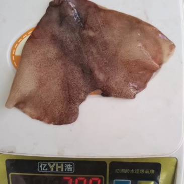 鱿鱼耳朵真鱿北朝鱿鱼原料加工去尾尖坐标丹东东港海源水产