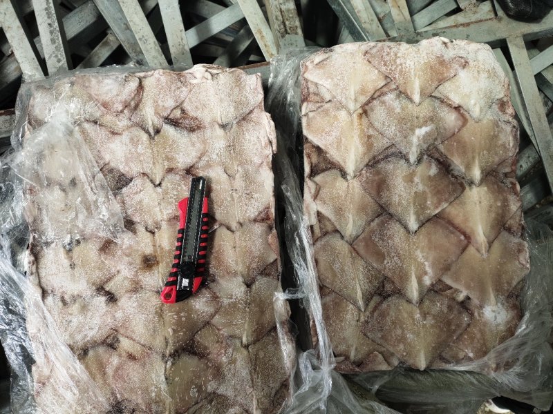 鱿鱼耳朵真鱿北朝鱿鱼原料加工去尾尖坐标丹东东港海源水产