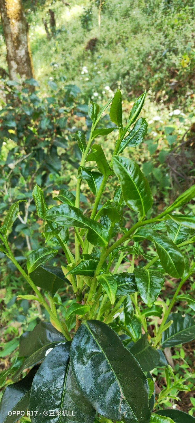 普洱茶