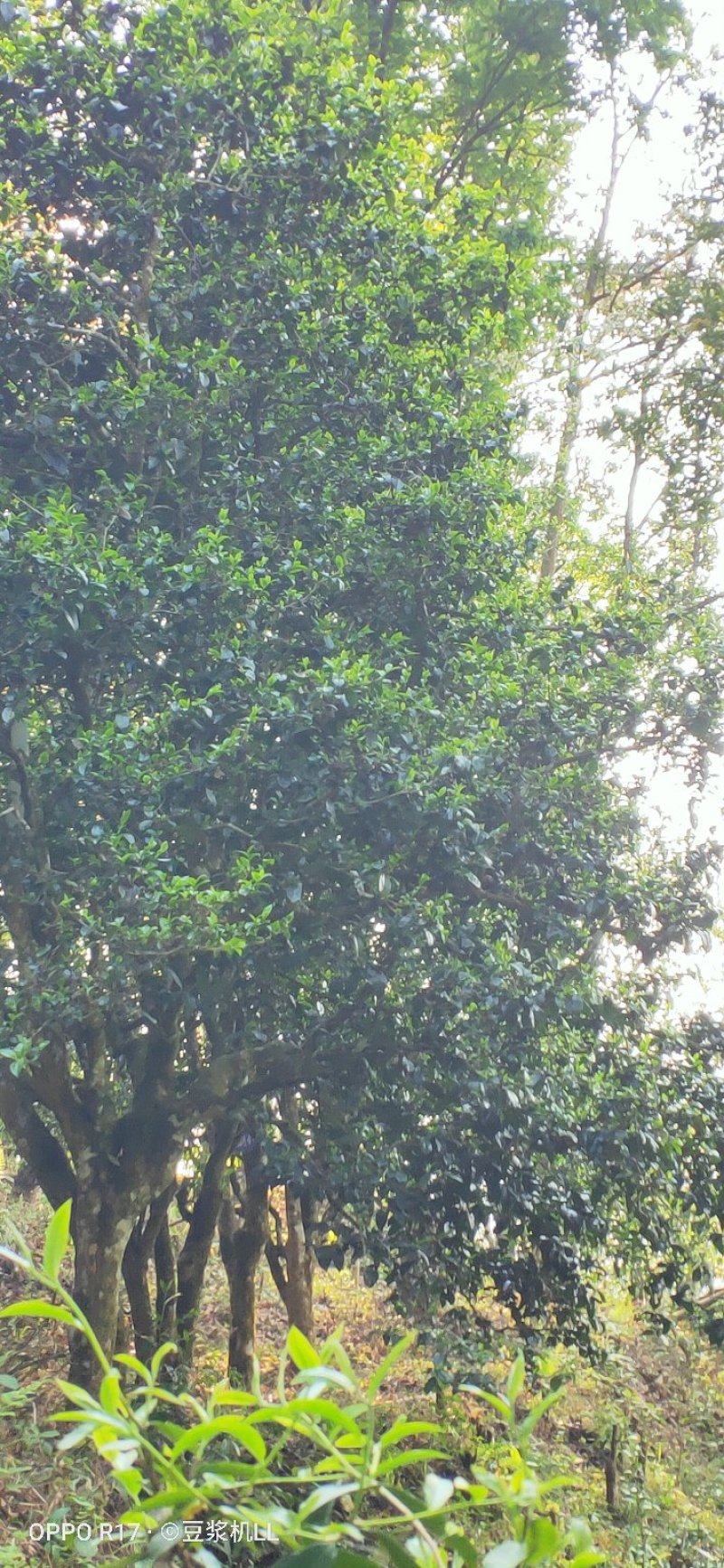 普洱茶