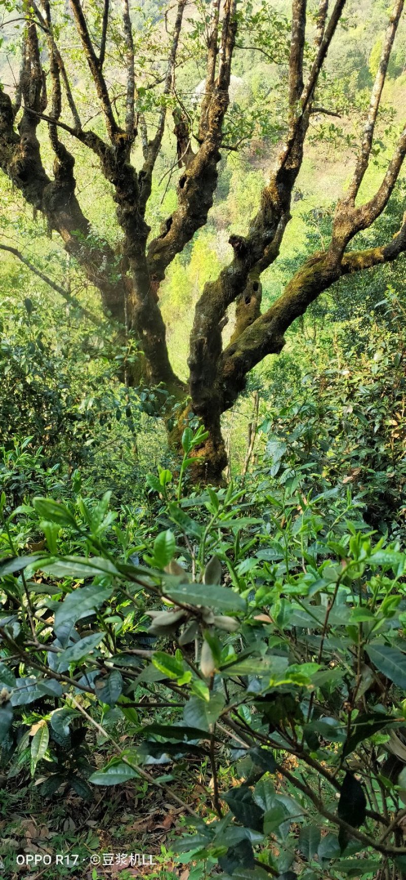 普洱茶