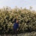 彩叶桂花条基地直销，价格优惠
