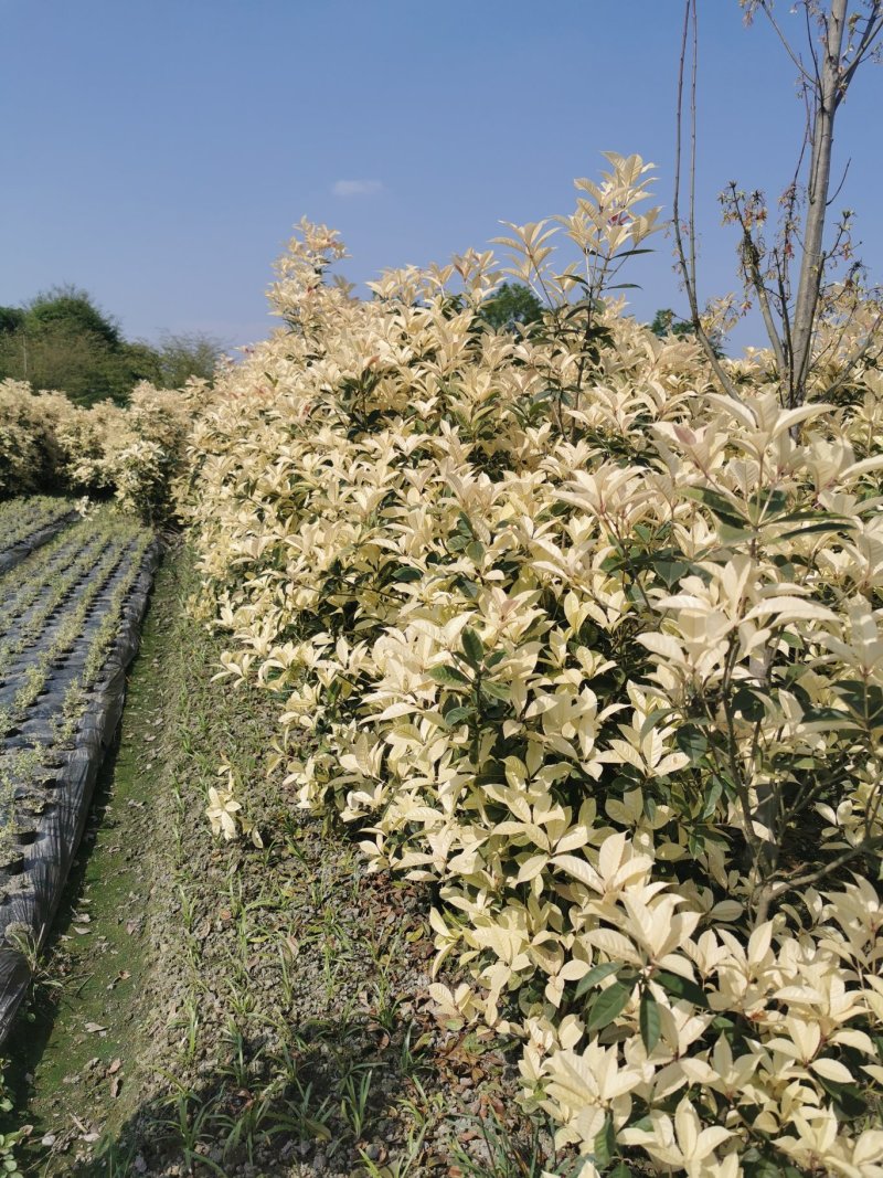 彩叶桂花条基地直销，价格优惠