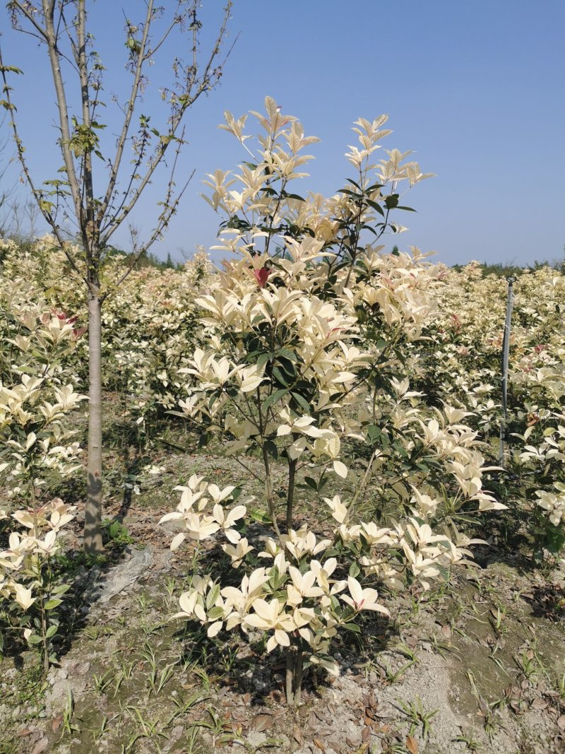 彩叶桂花条基地直销，价格优惠