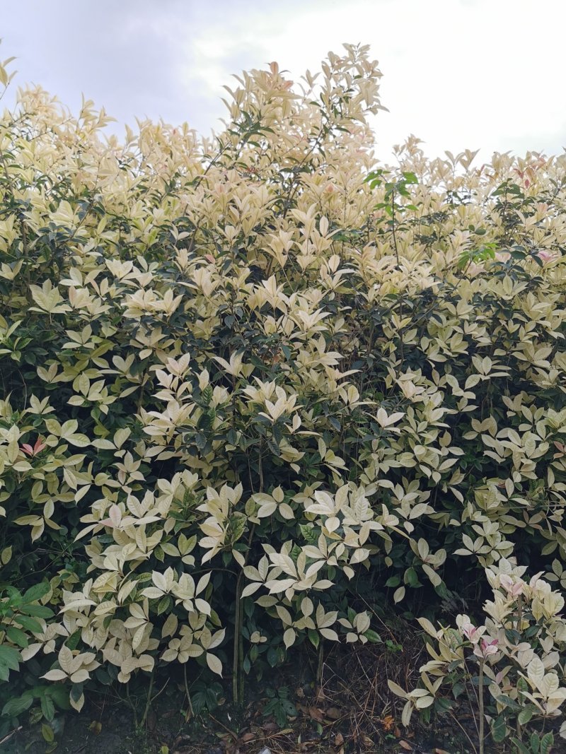 彩叶桂花条基地直销，价格优惠