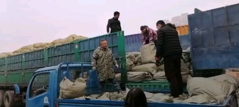 菟丝子内蒙色选水洗精选含量够国标标准无杂质批发