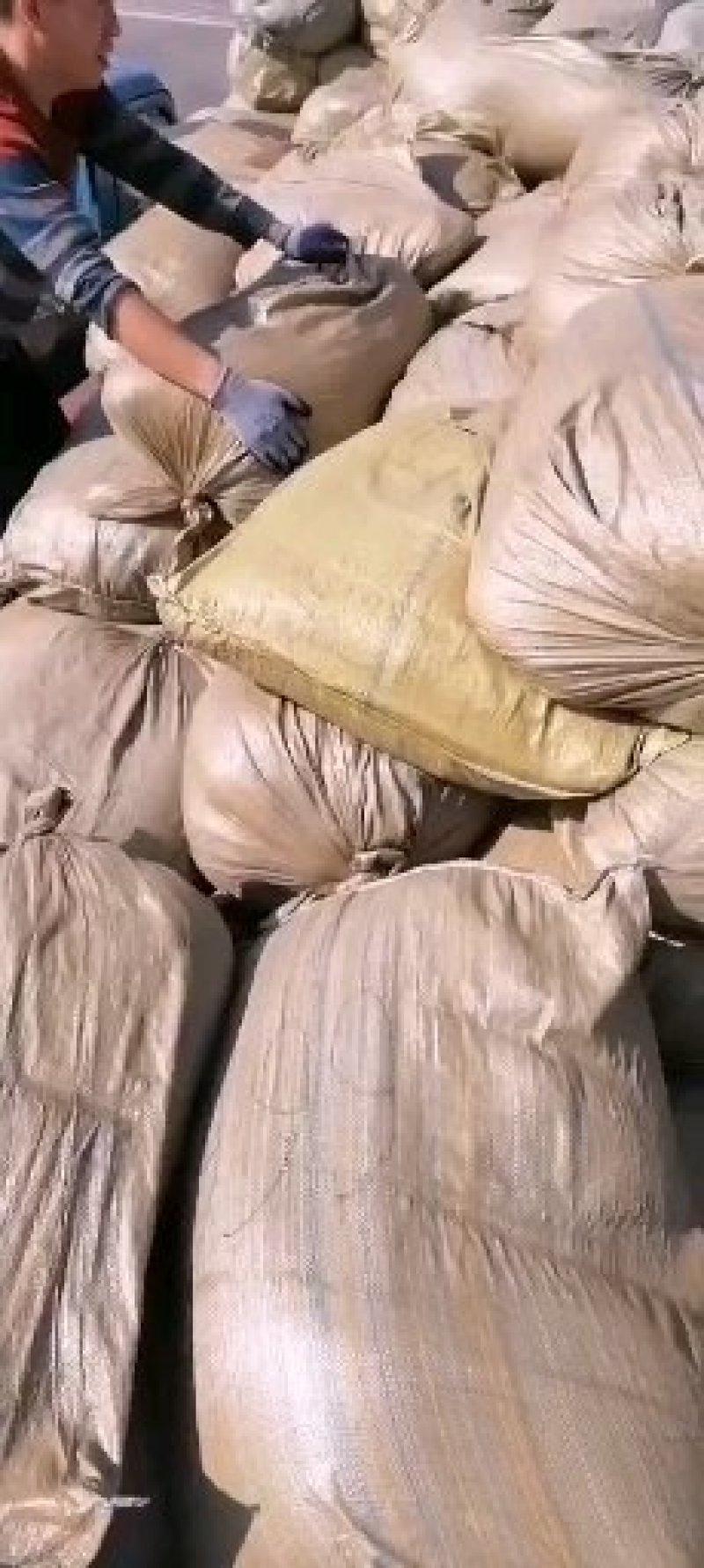 菟丝子内蒙色选水洗精选含量够国标标准无杂质批发