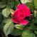 微型玫瑰优质迷你玫瑰微型月季产地直发欢迎实地看货