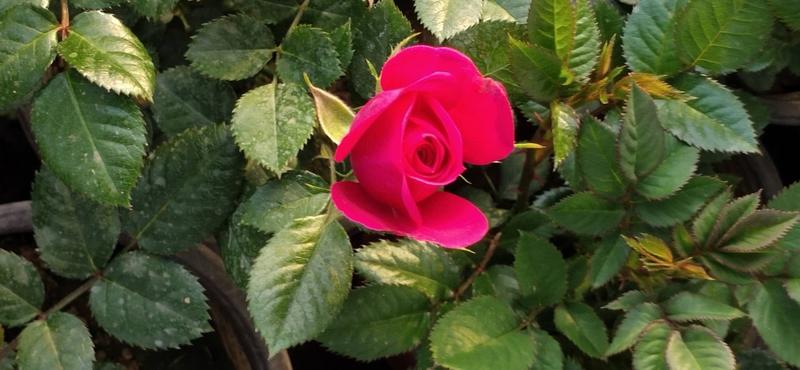 微型玫瑰优质迷你玫瑰微型月季产地直发欢迎实地看货