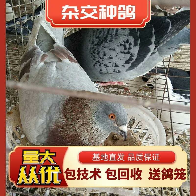 杂交种鸽，购买600对种鸽，免费提供鸽子笼包技术包回收
