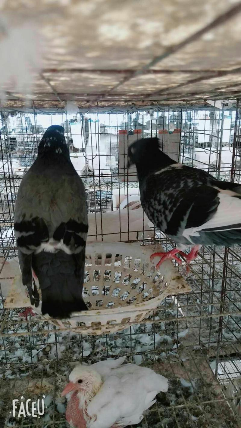 杂交种鸽，购买600对种鸽，免费提供鸽子笼包技术包回收