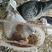 杂交种鸽，购买600对种鸽，免费提供鸽子笼包技术包回收