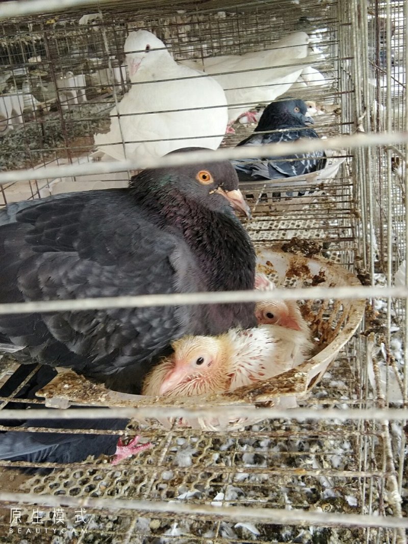 杂交种鸽，购买600对种鸽，免费提供鸽子笼包技术包回收