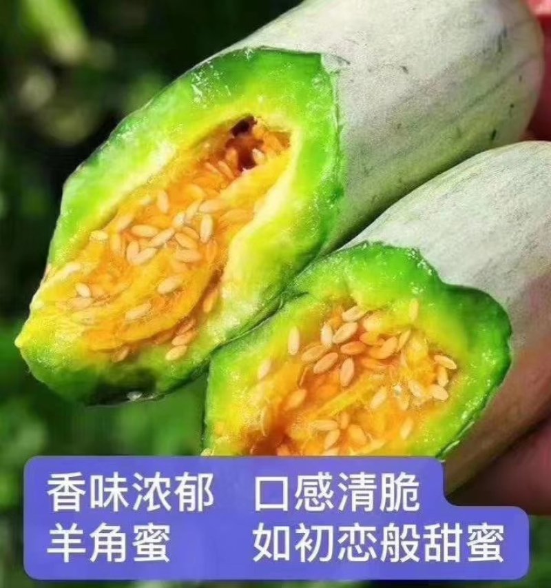 1羊角蜜山东潍坊羊角蜜大量鲜货供应脆甜可口