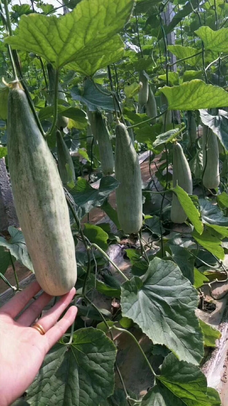 1羊角蜜山东潍坊羊角蜜大量鲜货供应脆甜可口