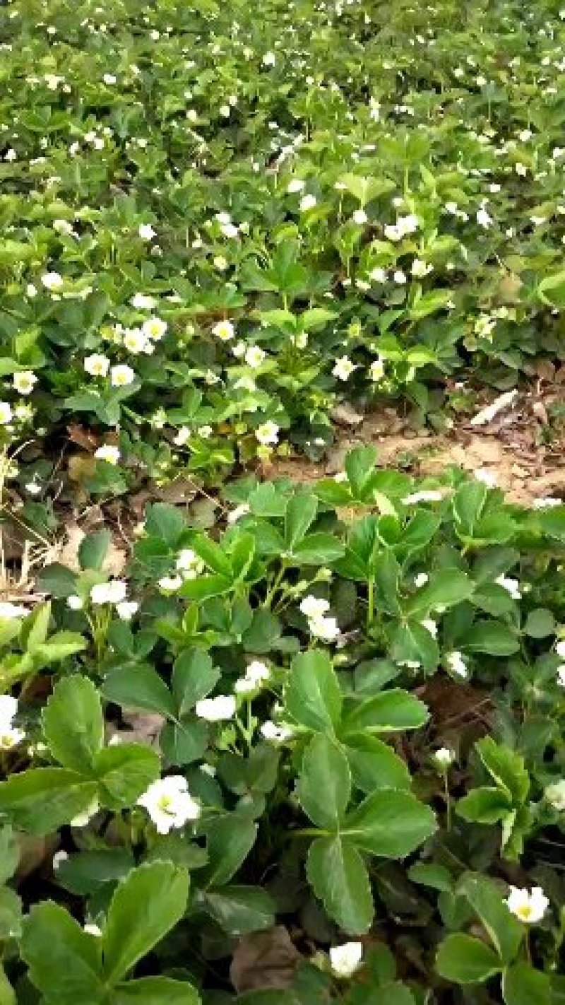 草莓苗：香野草莓苗：增产高产，新一代：产量高，南北都能栽
