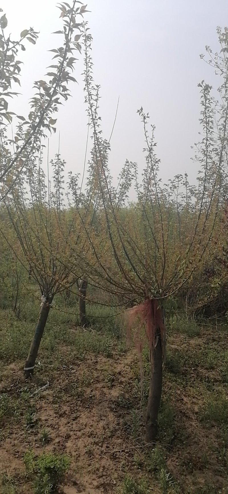 红梅