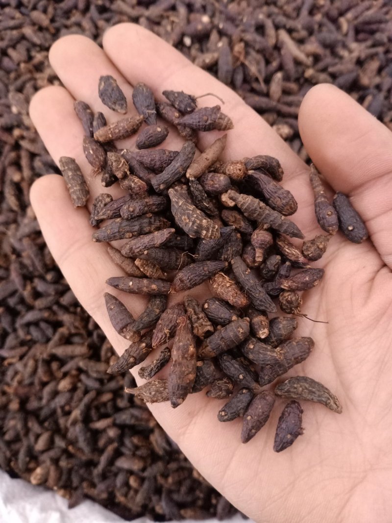 香附炒香附各种规格无碎颗粒批发零售