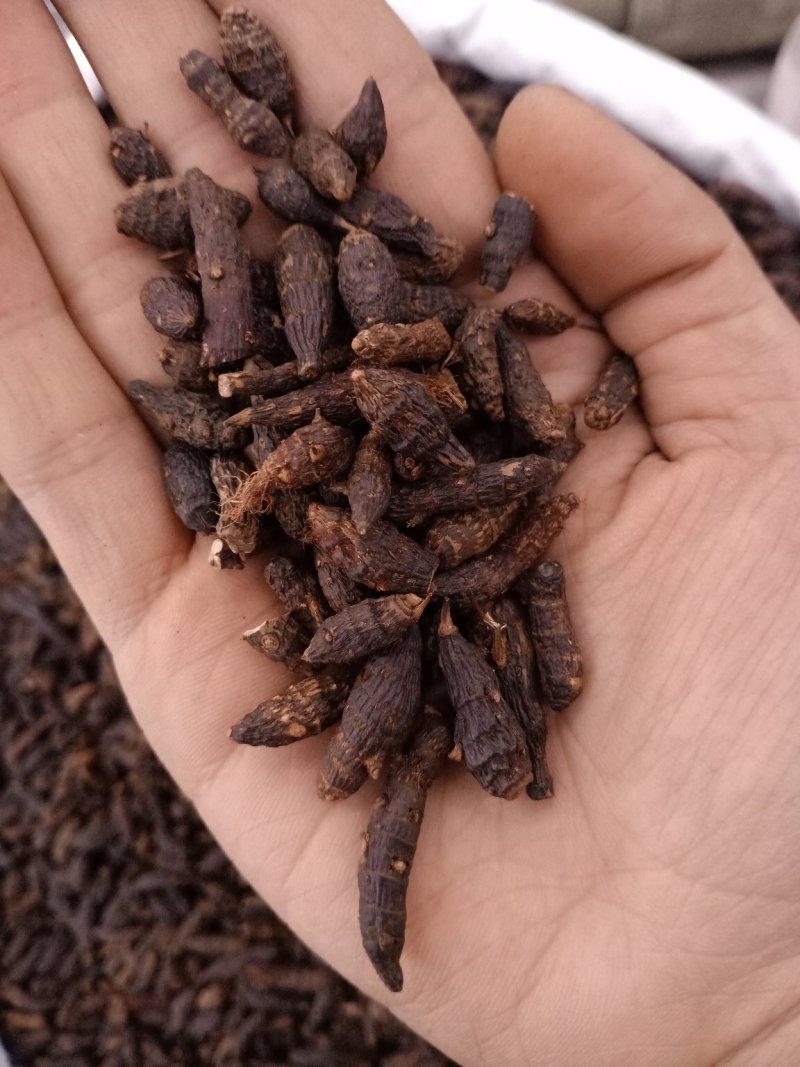 香附炒香附各种规格无碎颗粒批发零售
