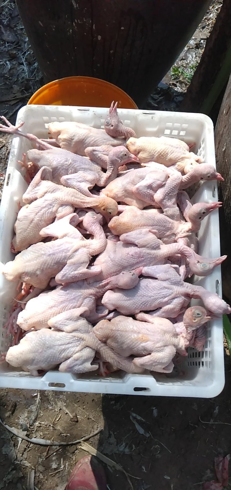 白条鸽，宰杀好的白条鸽，扒皮鸽子，新鲜现杀，货源充足稳定