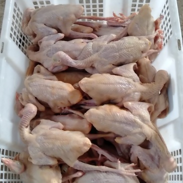 白条鸽，宰杀好的白条鸽，扒皮鸽子，新鲜现杀，货源充足稳定