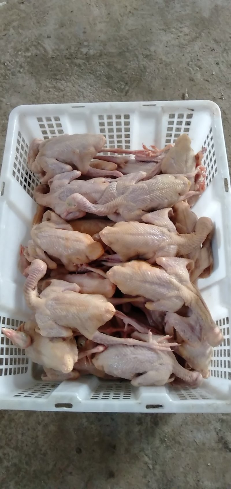 白条鸽，宰杀好的白条鸽，扒皮鸽子，新鲜现杀，货源充足稳定