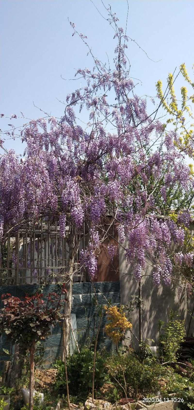 紫藤爬藤植物，多做庭院或园林棚架，规格齐全
