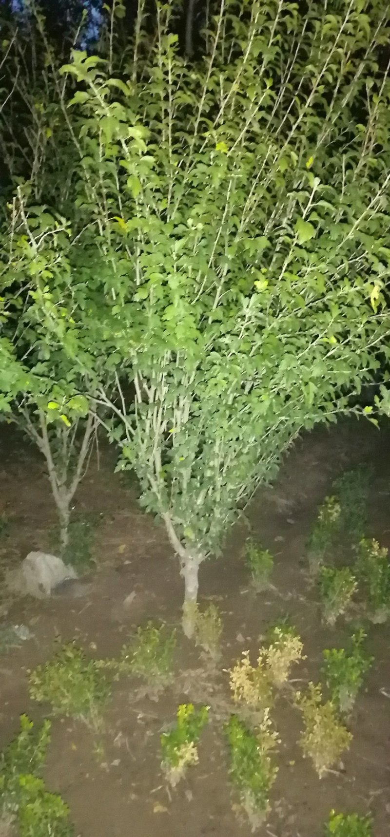大量出售木槿，5—10公分！另出售丛生木槿