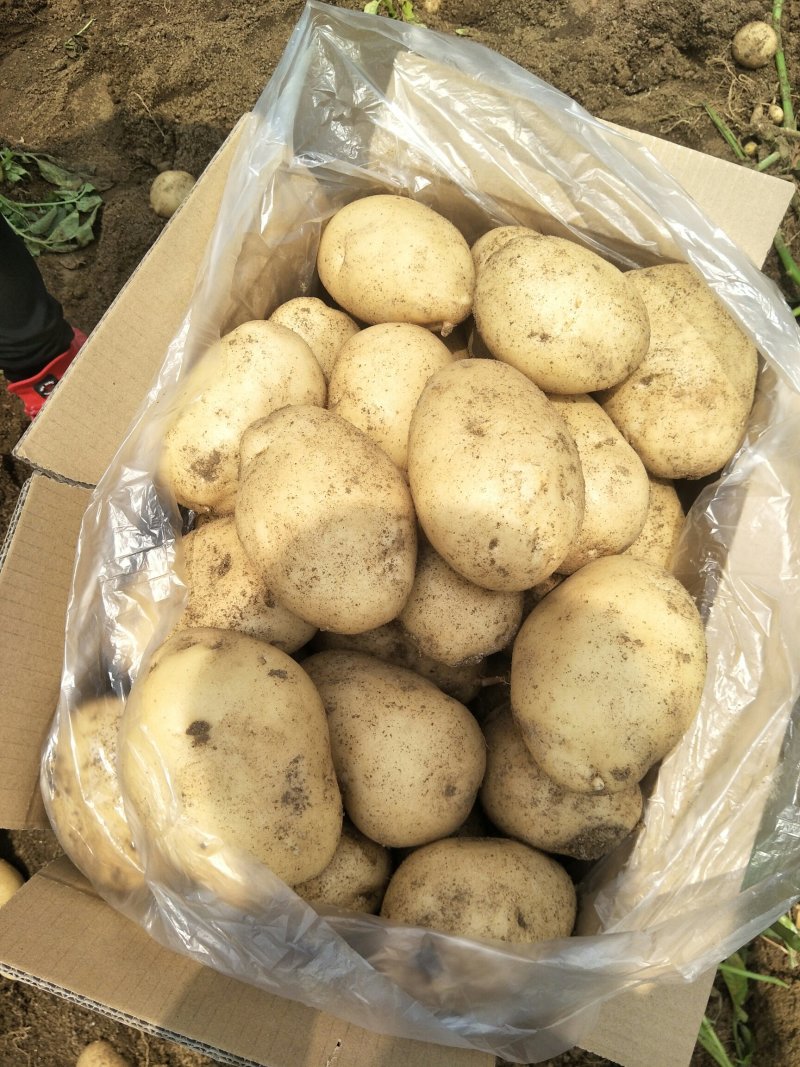 代收代发土豆丽暑6号精品诚心诚意代收代办