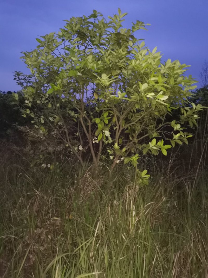 红心柚子树