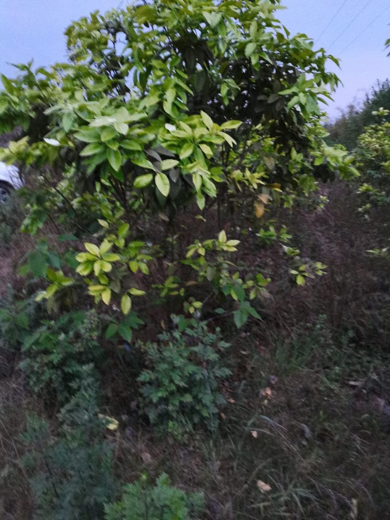 红心柚子树