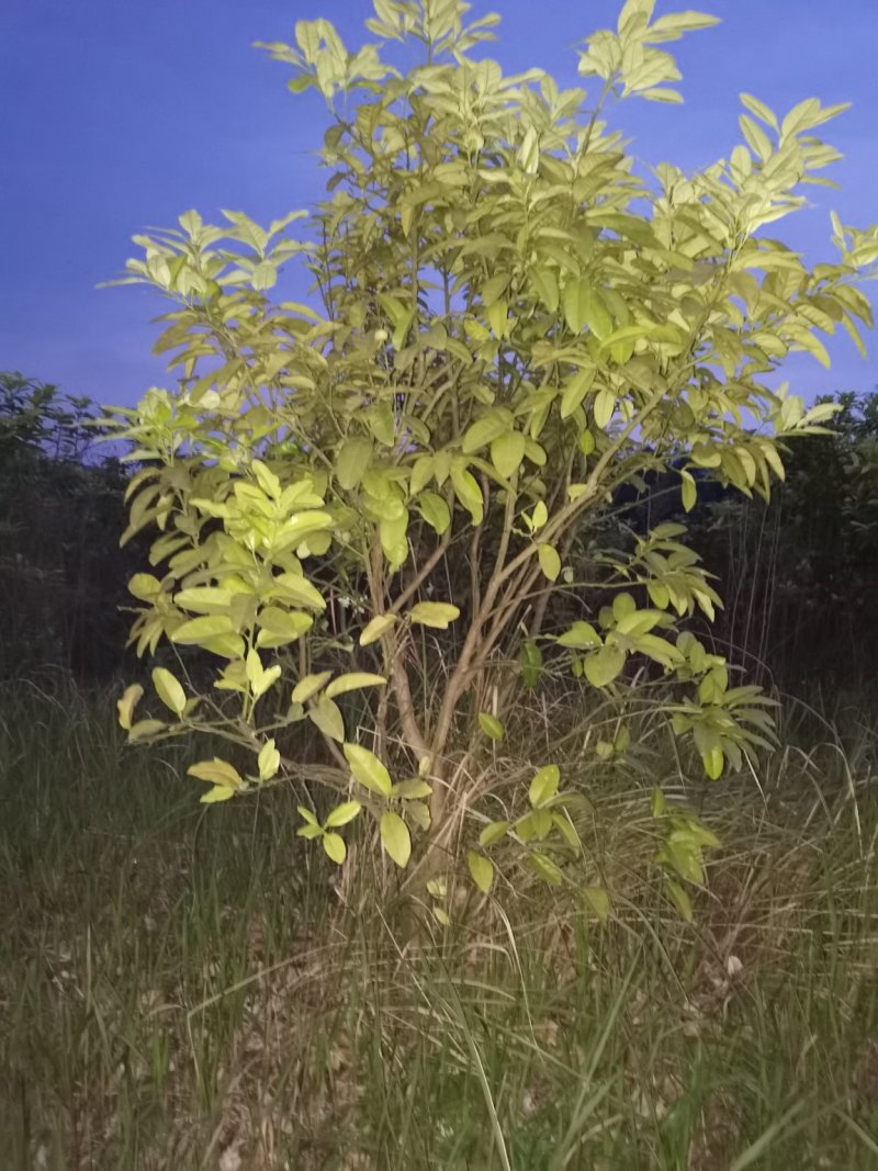 红心柚子树