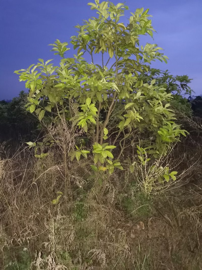 红心柚子树