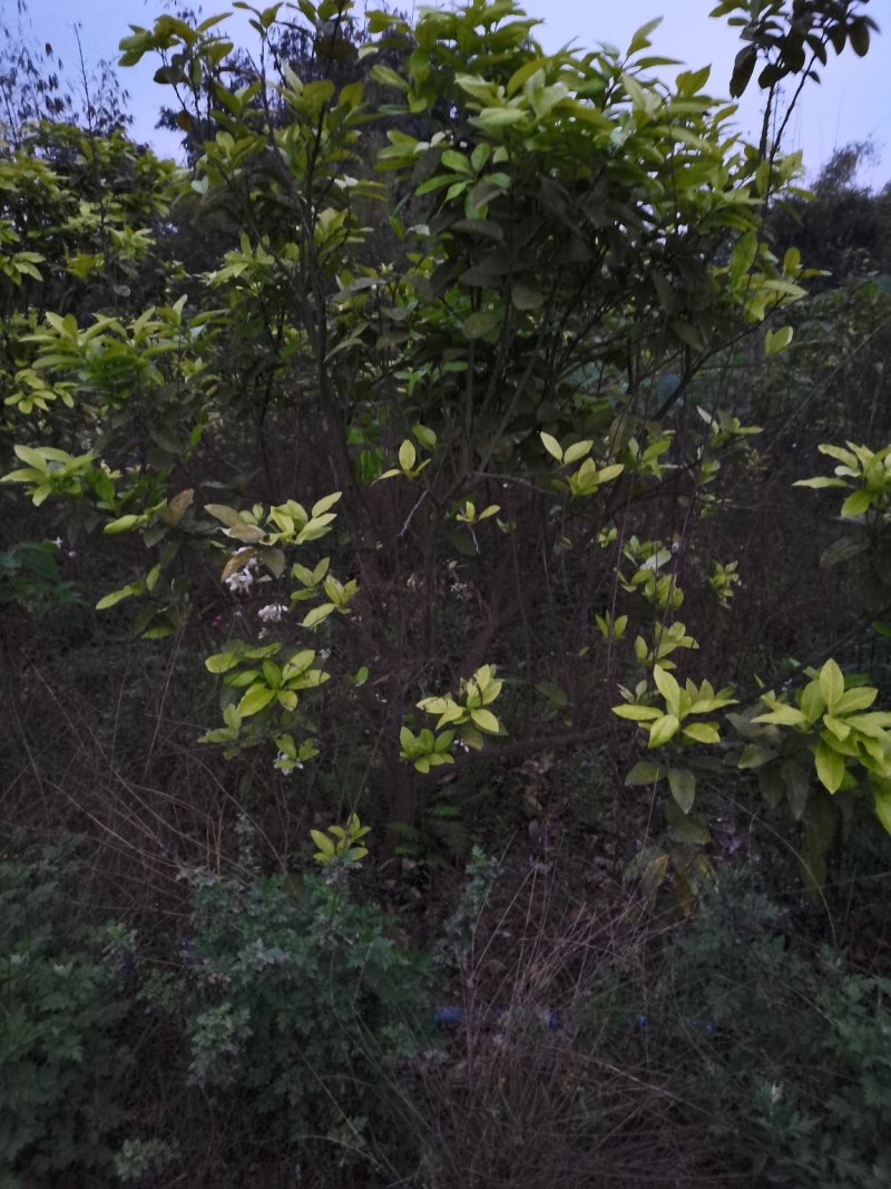红心柚子树