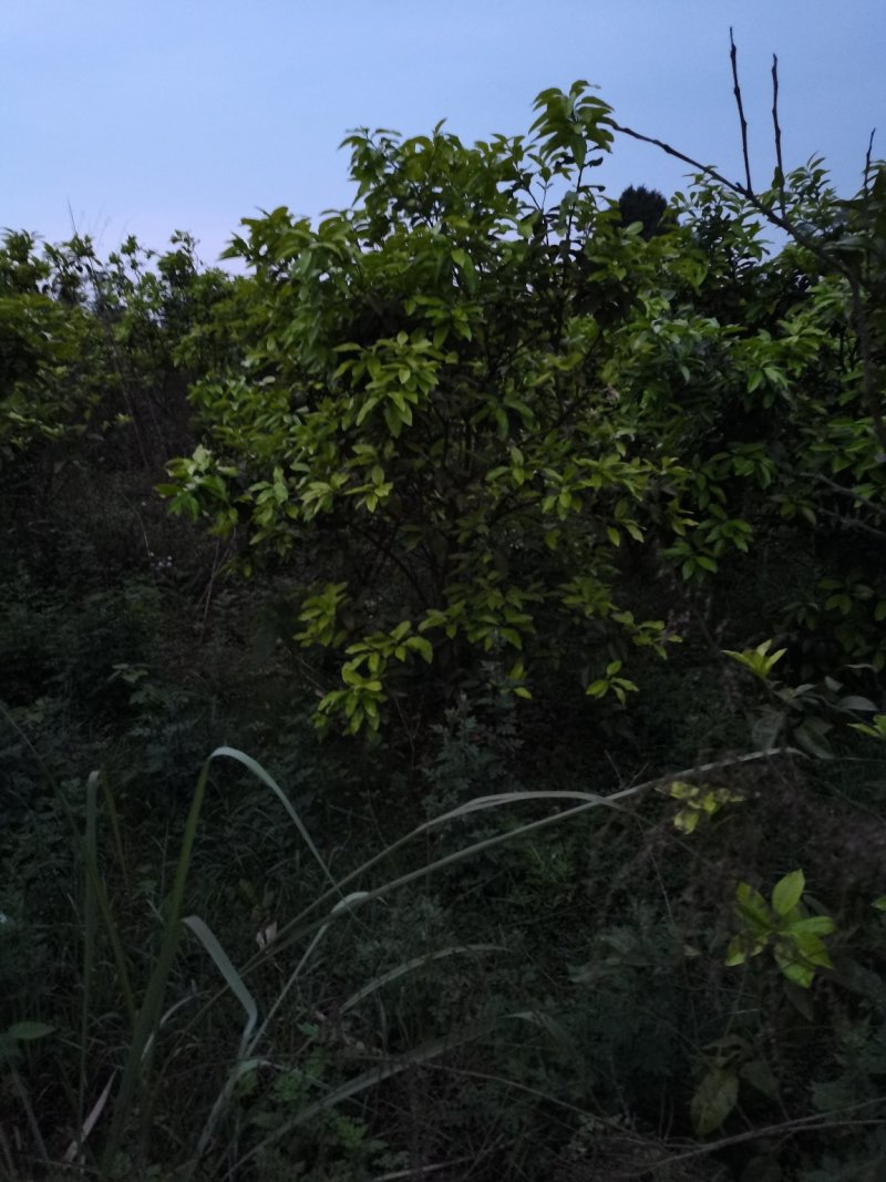红心柚子树