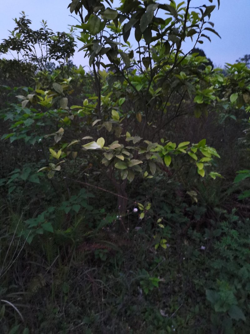 红心柚子树