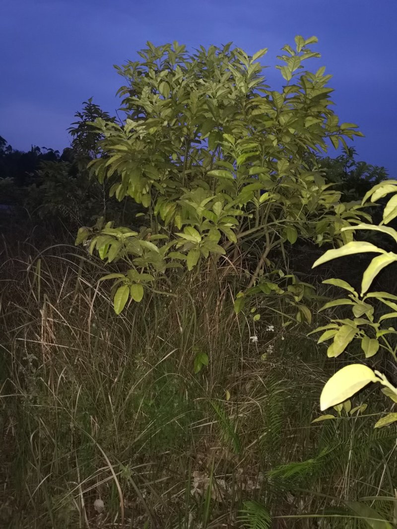 红心柚子树