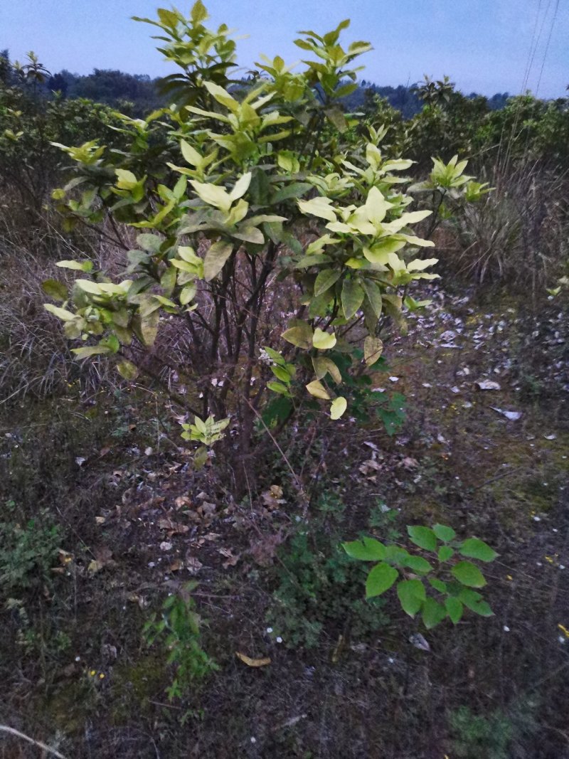 红心柚子树