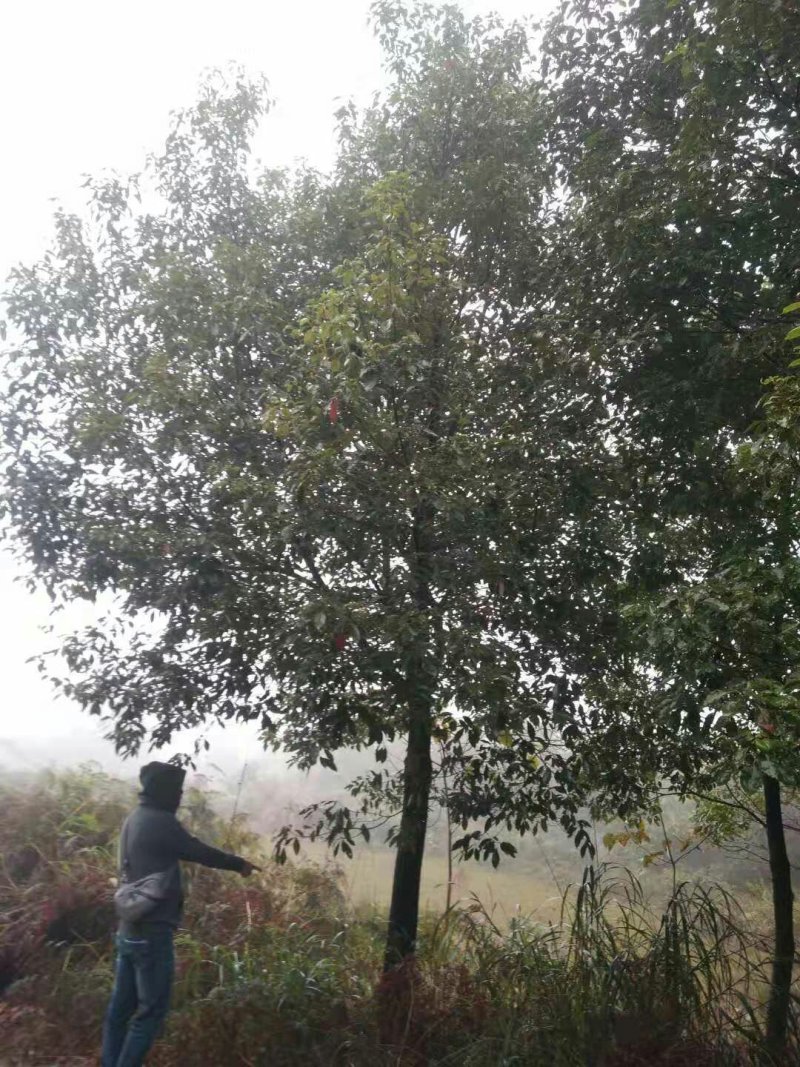 小叶香樟5一50Cm