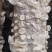 玉木耳特级