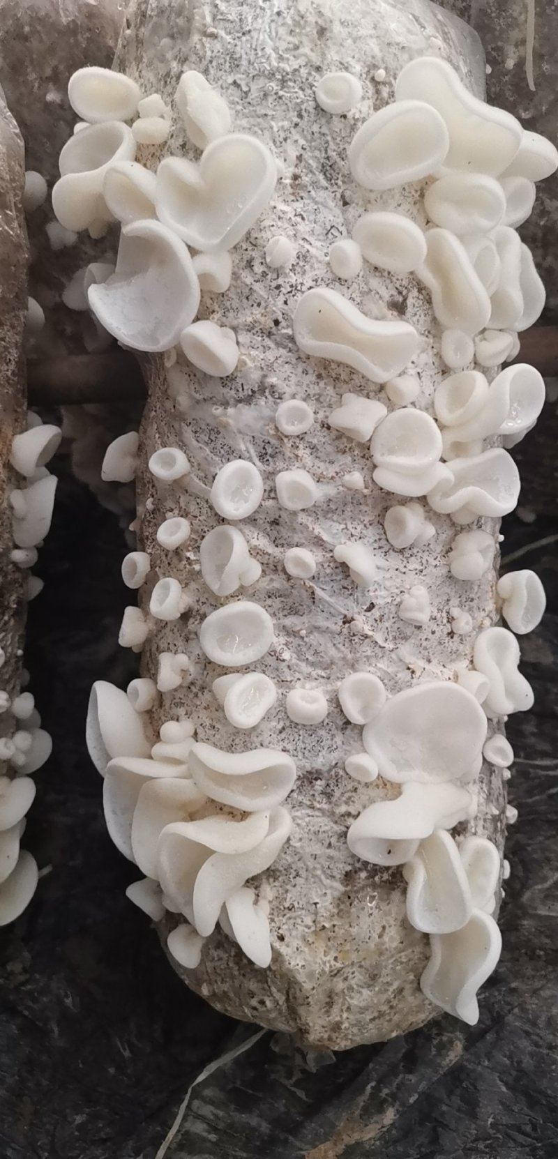 玉木耳特级