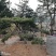 大型盆景造型松