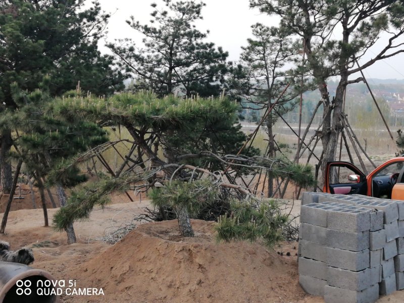大型盆景造型松