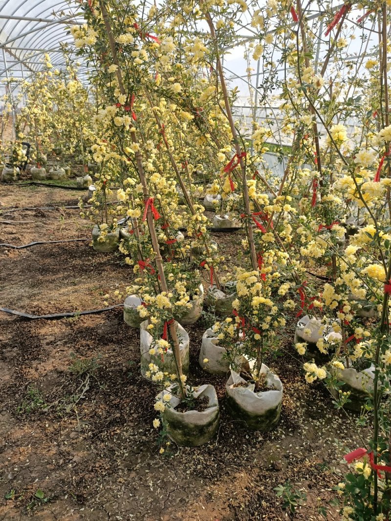 江苏山木香黄白木香庭院必备根系发达成活率高包技术