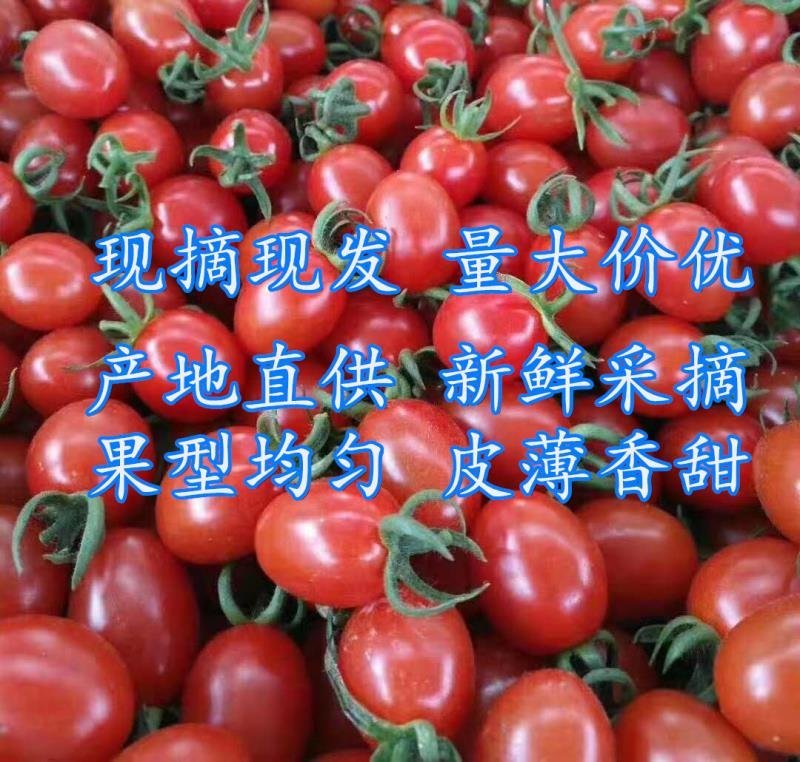 圣女果小柿子大量供应质量好价低一手货源基地直发欢迎联系