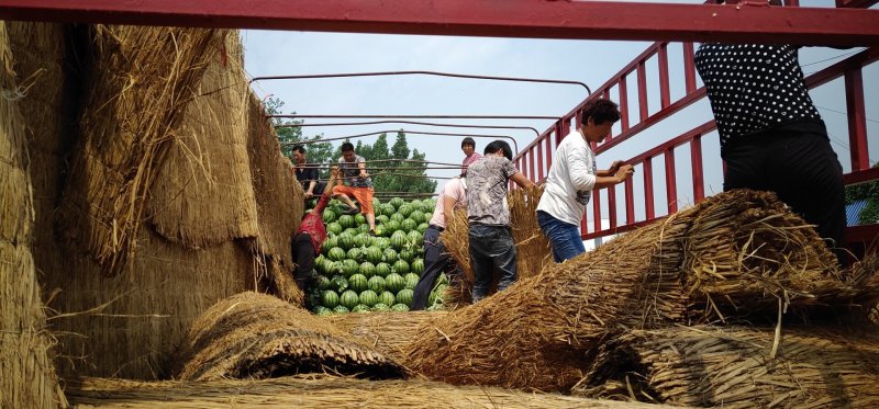 西瓜5斤打底9成熟1茬，产地直消，一手货源欢迎采购
